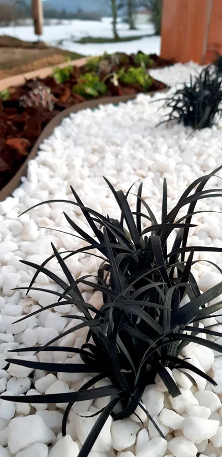 Plantes originales et indépendantes